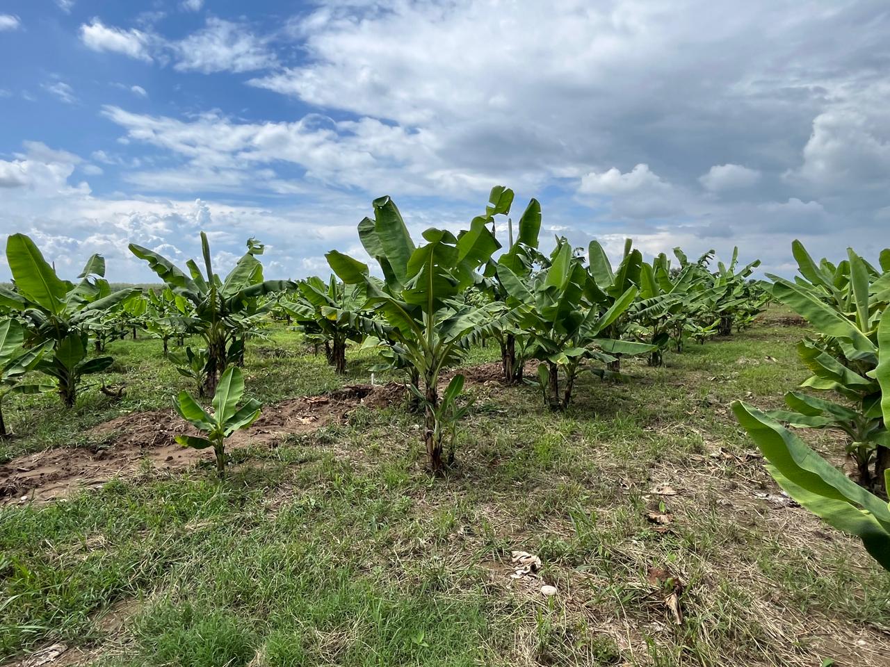 Finca Colocha Banana Tabasco
